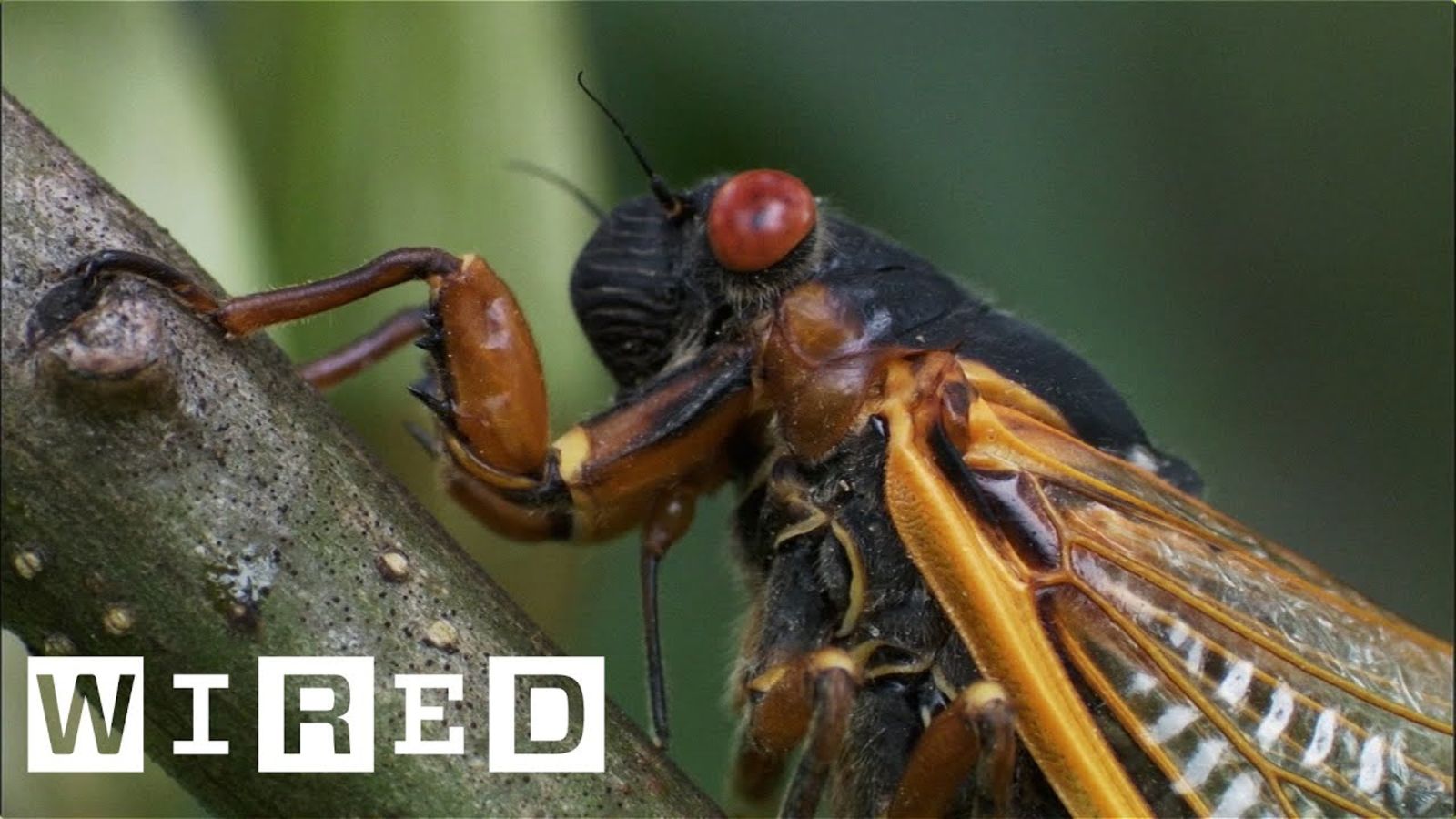 昆虫学者が「セミがうるさい理由」を分かりやすく解説