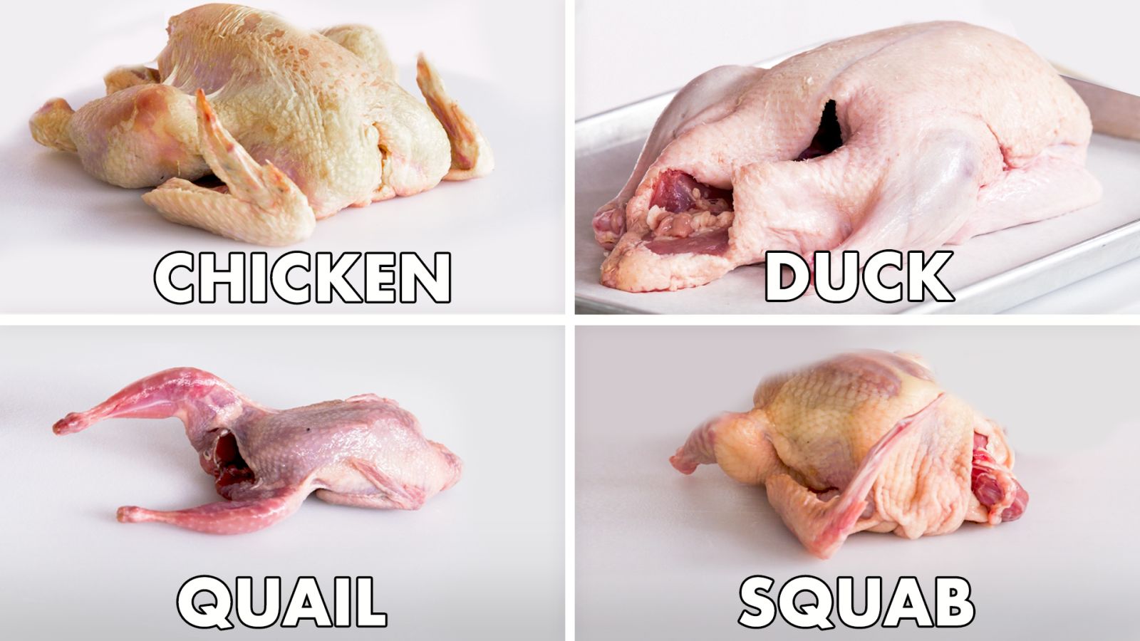 How To Butcher Every Bird