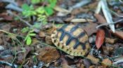 Saving the Plowshare Tortoise
