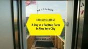 A Day on a Rooftop Farm in New York City