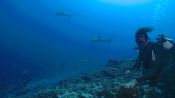 Close Encounter: Diving With Sharks