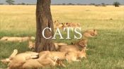 African Safari: Big Cats