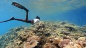 3-D Mapping The World's Coral -- to Save It