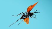 Absurd Creatures | The Horrifying Sting of the Tarantula Hawk Wasp