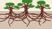 Using Live Oak Trees as a Blueprint for Surviving Hurricanes
