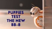 Puppies Test The New Star Wars BB-8 Droid Toy