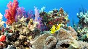 How Coral Reefs and Carbon Dioxide Can Change the Future