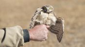 These Adorable Owls Will Not Kill You With Plague