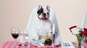 Manny the Frenchie and a Lucky Rescue Pup Indulge in a 4-Star Meal