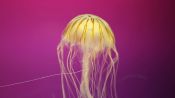 The Jellyfish’s Swimming Secret? It’s a Master of Suction