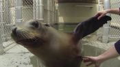 Sea Lion Flippers Could Inspire Super-Stealthy Submersibles