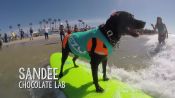 The World's Only Dog Surfing Competition