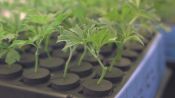See How the Professionals Grow Marijuana