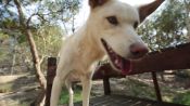 Meet Australian Animals We Love: Kirrika the Dingo