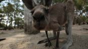 Meet Australian Animals We Love: Oliver and Olivia, the Kangaroos