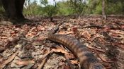 Meet Australian Animals We Love: "No Name" the Black-Headed Python
