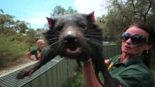 Meet Australian Animals We Love: Kleinig the Tasmanian Devil
