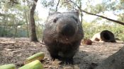 Meet Australian Animals We Love: Ali the Wombat