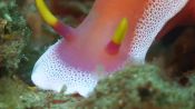 Absurd Creatures| The Nudibranch Says, ‘Hey, I’m Super Colorful. So No Touchy'