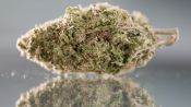 A New Crop of Marijuana Geneticists Build Better Weed