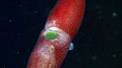 Absurd Creatures | This Squid Has One Little Eye and One Giant Eye