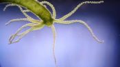 Absurd Creatures | Hail Hydra, the Incredible Critter That May Be Immortal