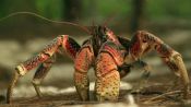 Absurd Creatures | Three-Foot-Wide Coconut Crab Will Eat Your Soul and Maybe Kittens