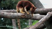 Absurd Creatures | Silly Tree Kangaroo, You’re Not Supposed to Be Up There