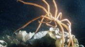 Absurd Creatures | The Bizarre Sea Spider Won’t Bite. We Promise.