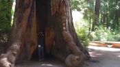 Look Up: Redwoods in California's Oldest State Park