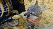 To Save an Endangered Fox, Humans Turned Its Home into a War Zone