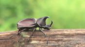 The Biggest Bro of the Insect Kingdom: The Rhino Beetle