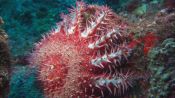 Meet the Giant, Toxic Starfish That’s Menacing Reefs