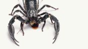 Predators: Scorpion vs. Wolf Spider
