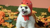 These Dogs’ Thanksgiving Costumes Are Some of the Cutest Ever