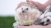 Cute Hedgehog Behaviors Decoded