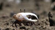 The Fiddler Crab: One Part Giant Claw, Two Parts Attitude