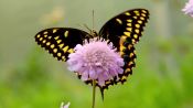 5 Surprising Facts About Butterflies