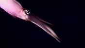 To Understand How a Squid Changes Color, You Gotta Get Inside Its Head