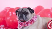 These Dogs’ Valentine’s Day Costumes Are Some of the Cutest Ever