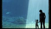The 10 Biggest Aquariums in the World