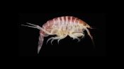 Astonishing Creatures Only Found Miles Underwater