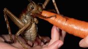 Absurd Creatures | Meet the Weta, an Insect as Big as a Gerbil