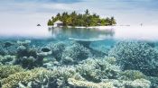 Why the Great Barrier Reef Needs Us More Than Ever