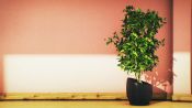 How To Liven Up Your Boring Ficus Plant