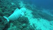 Watch MIT’s Hypnotic Robot Fish Swim a Coral Reef