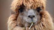Can Llamas Save Us from the Coronavirus?