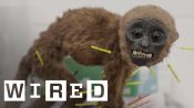 Meet the Taxidermist Saving Long-Dead Animals from Decay | WIRED Originals