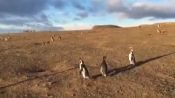I pinguini della Isla Magdalena