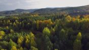 Cinco bosques para vivir un otoño feliz en Europa